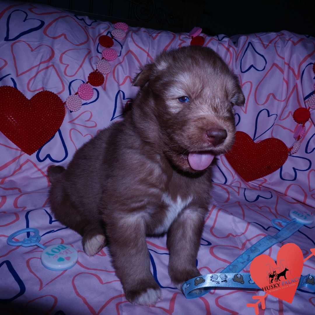 dr. conor Husky Breeder Husky Breeder