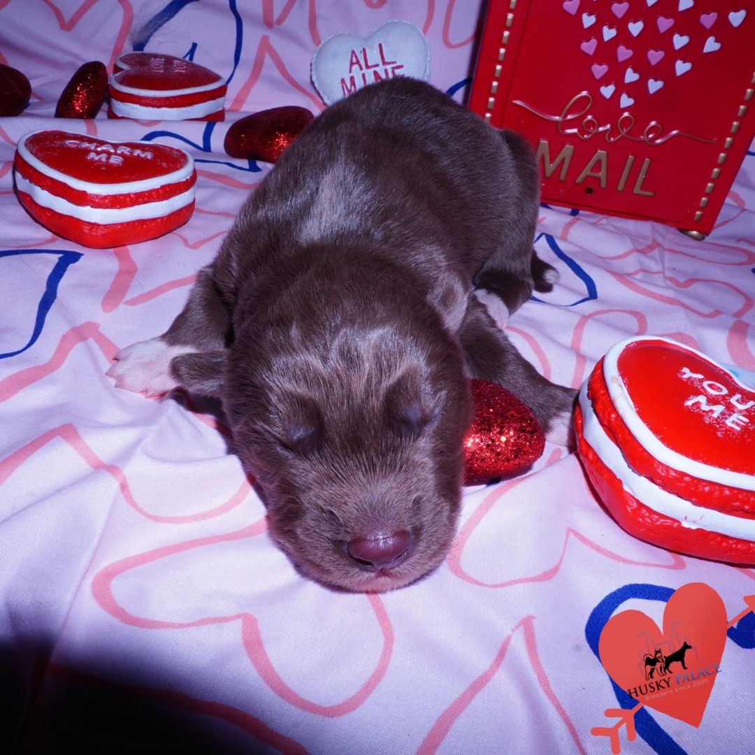 Siberian Husky Puppies For Sale