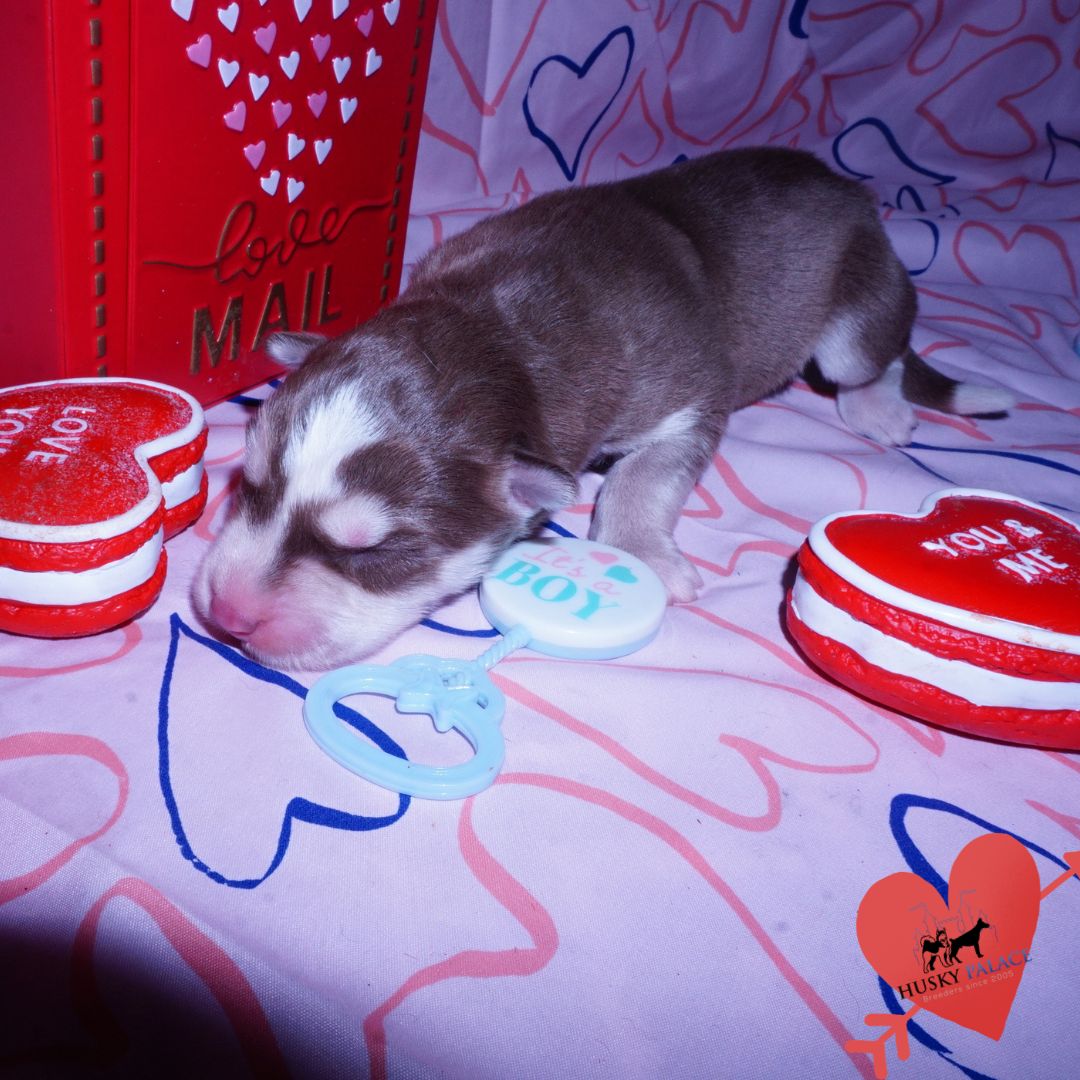 Siberian Husky Puppies For Sale