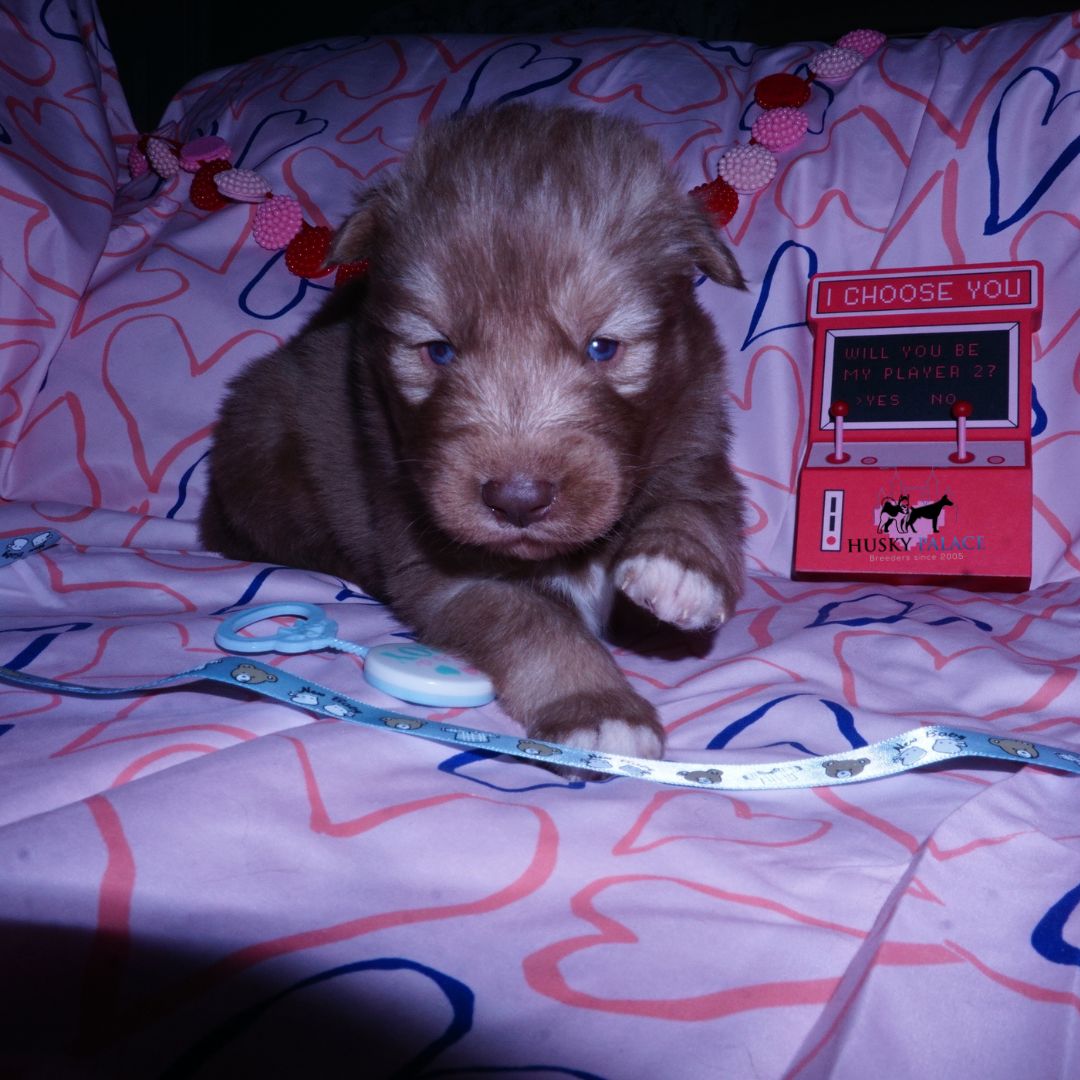 top Husky Breeder Husky Breeder