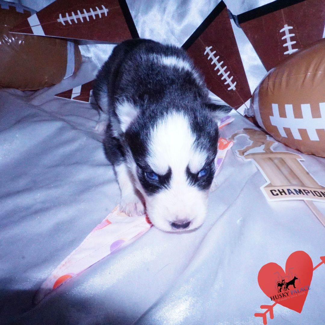 tsierya Blue Eyes Huskies Blue Eyes Huskies