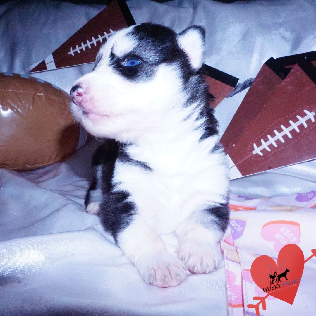 tsireya Blue Eyes Huskies Blue Eyes Huskies