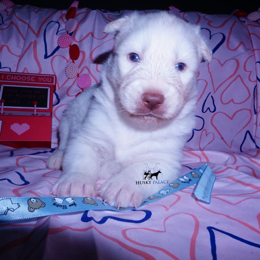 Siberian Huskies for Sale