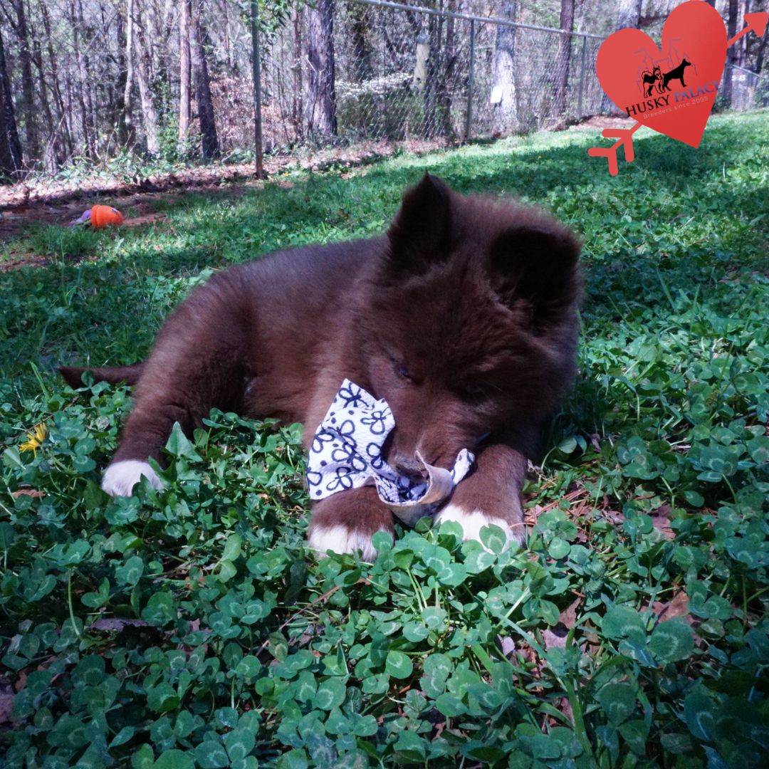 AKC Huskies gastonia AKC Huskies