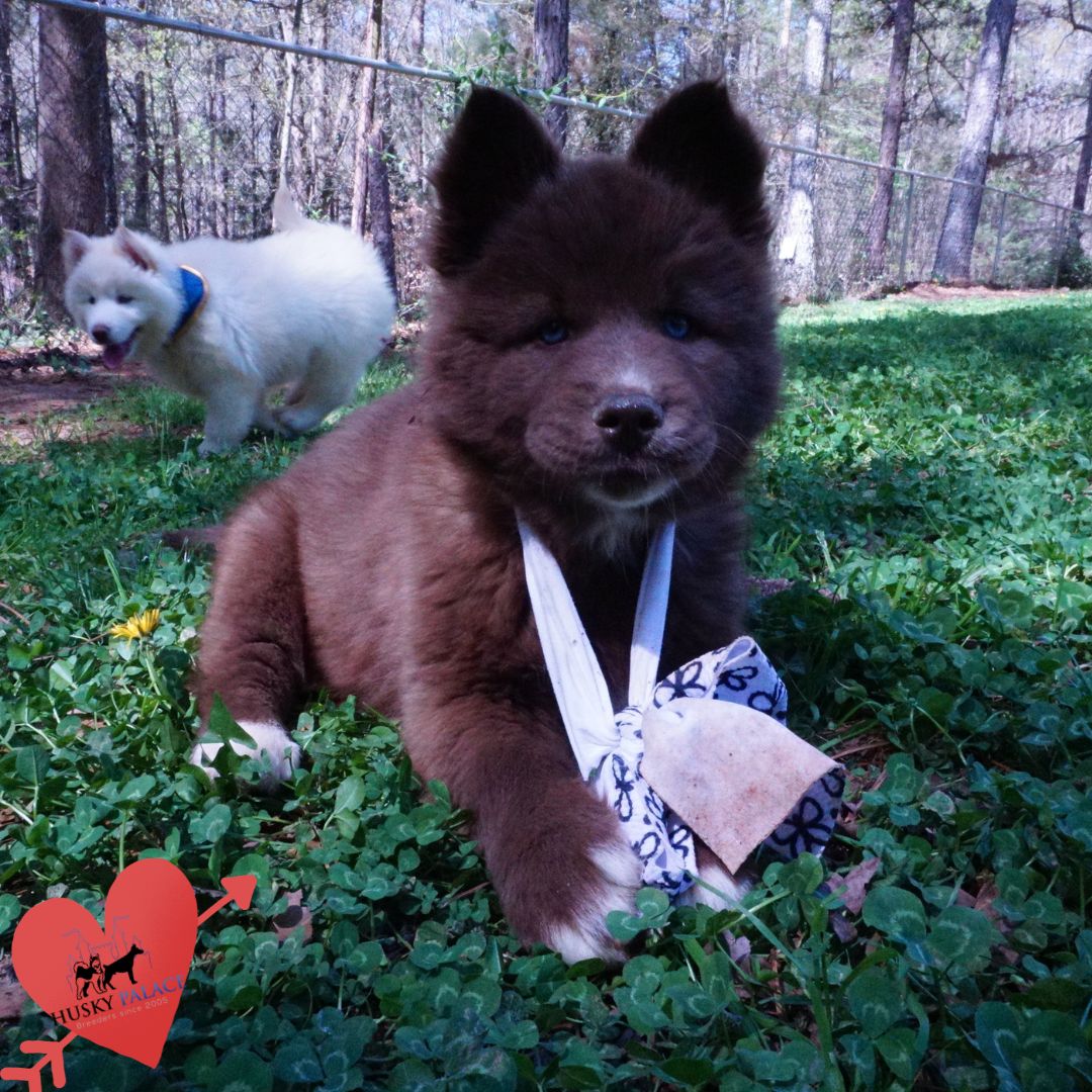 AKC Huskies huntersville AKC Huskies