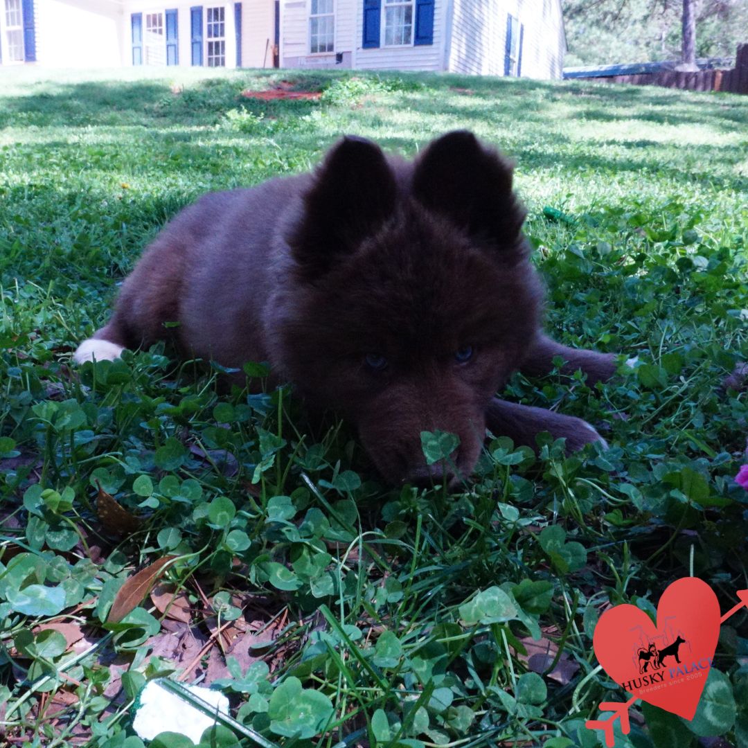 AKC Huskies raliegh AKC Huskies