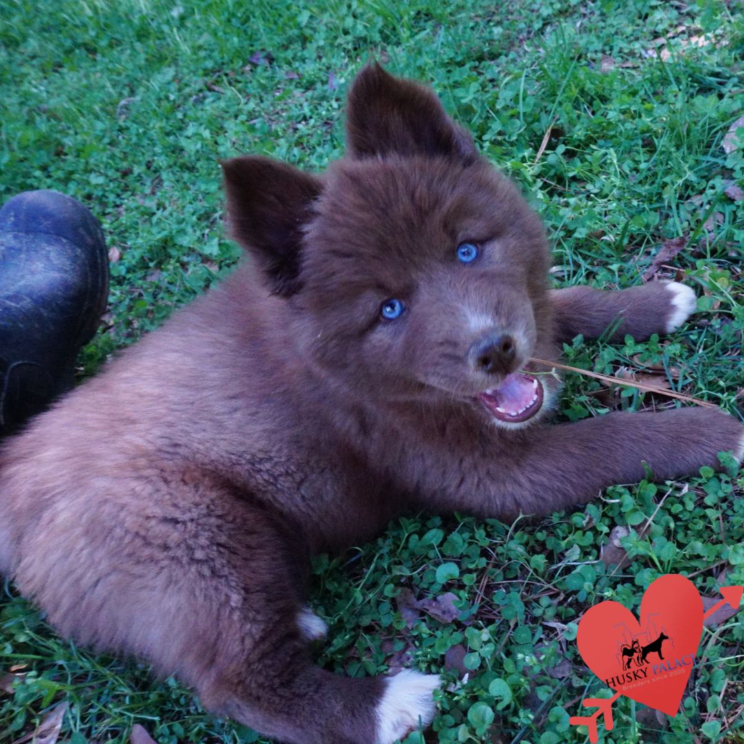 AKC Huskies sanford AKC Huskies