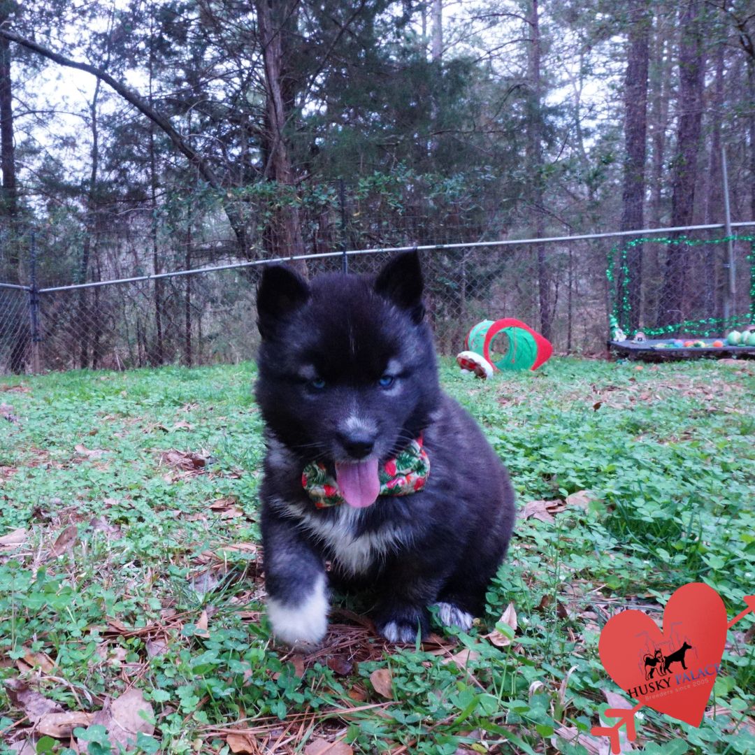 Agouti Siberian Husky