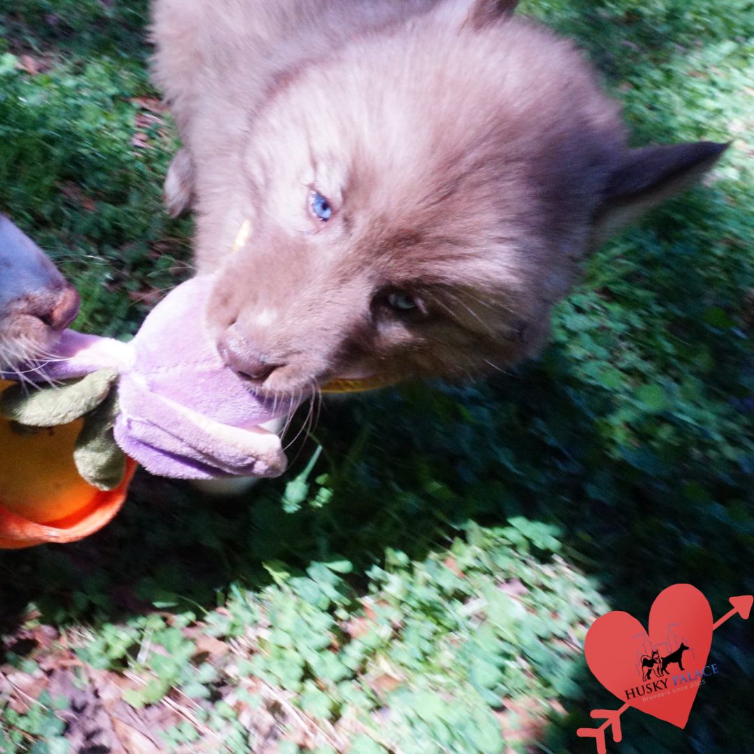 Blue Eye Husky asheboro Blue Eye Husky