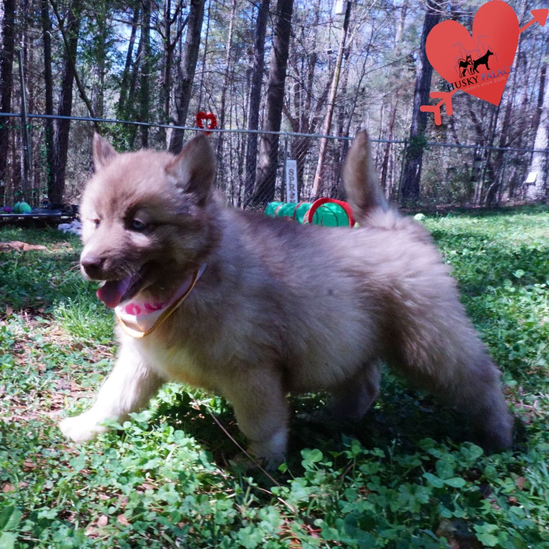 Blue Eye Husky concord Blue Eye Husky