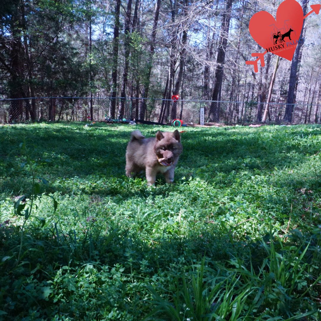 Blue Eye Husky gastonia Blue Eye Husky
