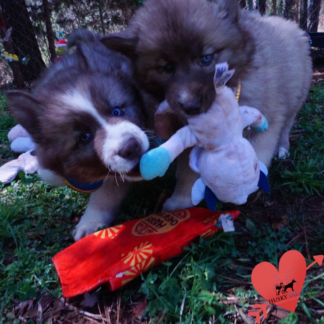 Blue Eye Husky greensboro Blue Eye Husky