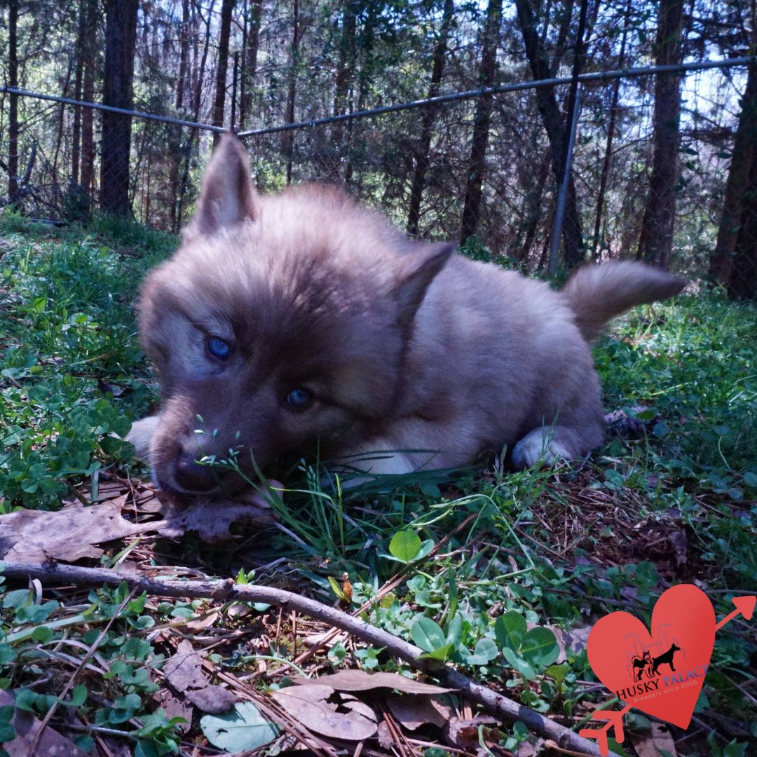 Blue Eye Husky hudson Blue Eye Husky