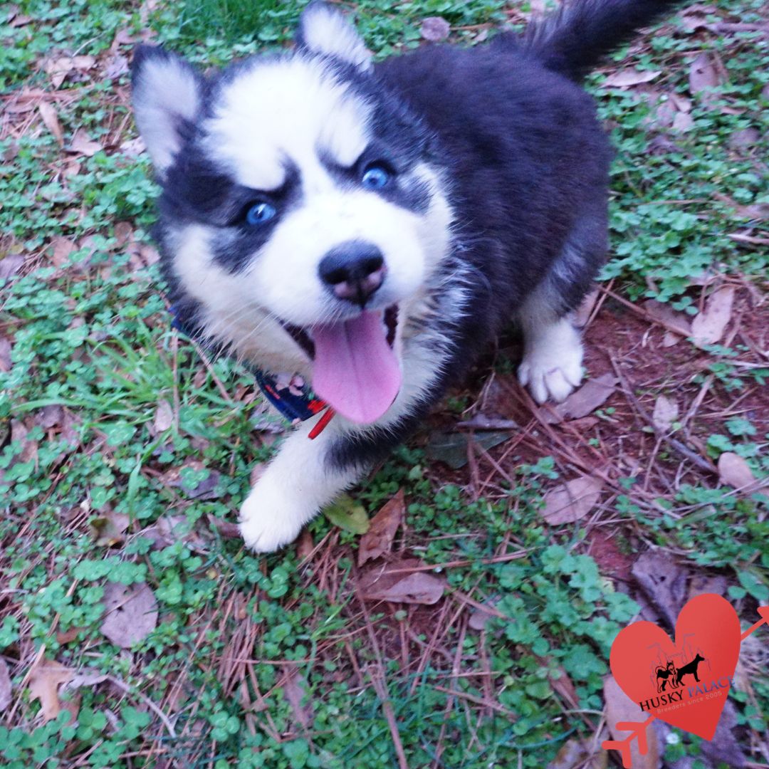 Blue Eyes Huskies clemson Blue Eyes Huskies