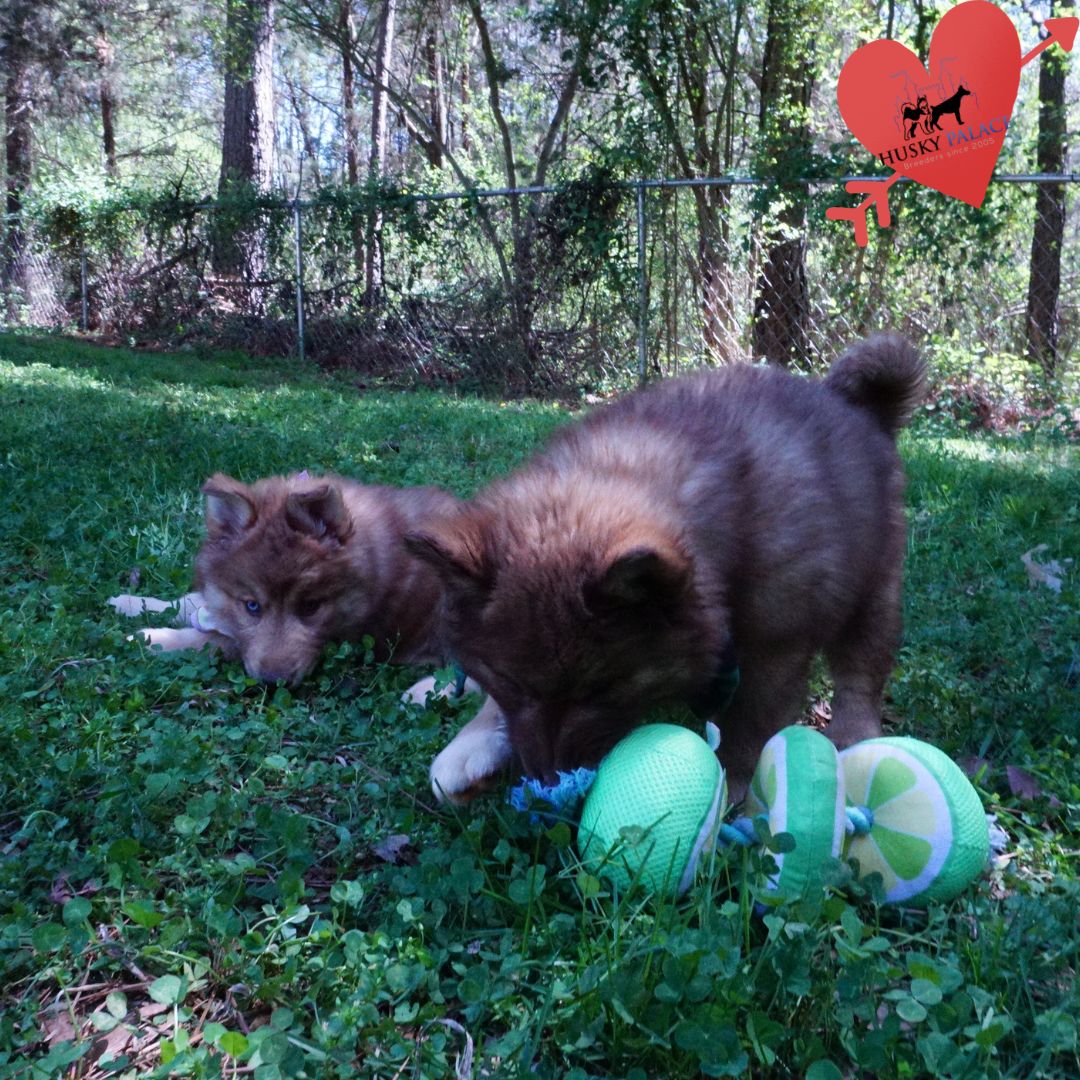 Blue Eyes Husky cameron Blue Eyes Husky