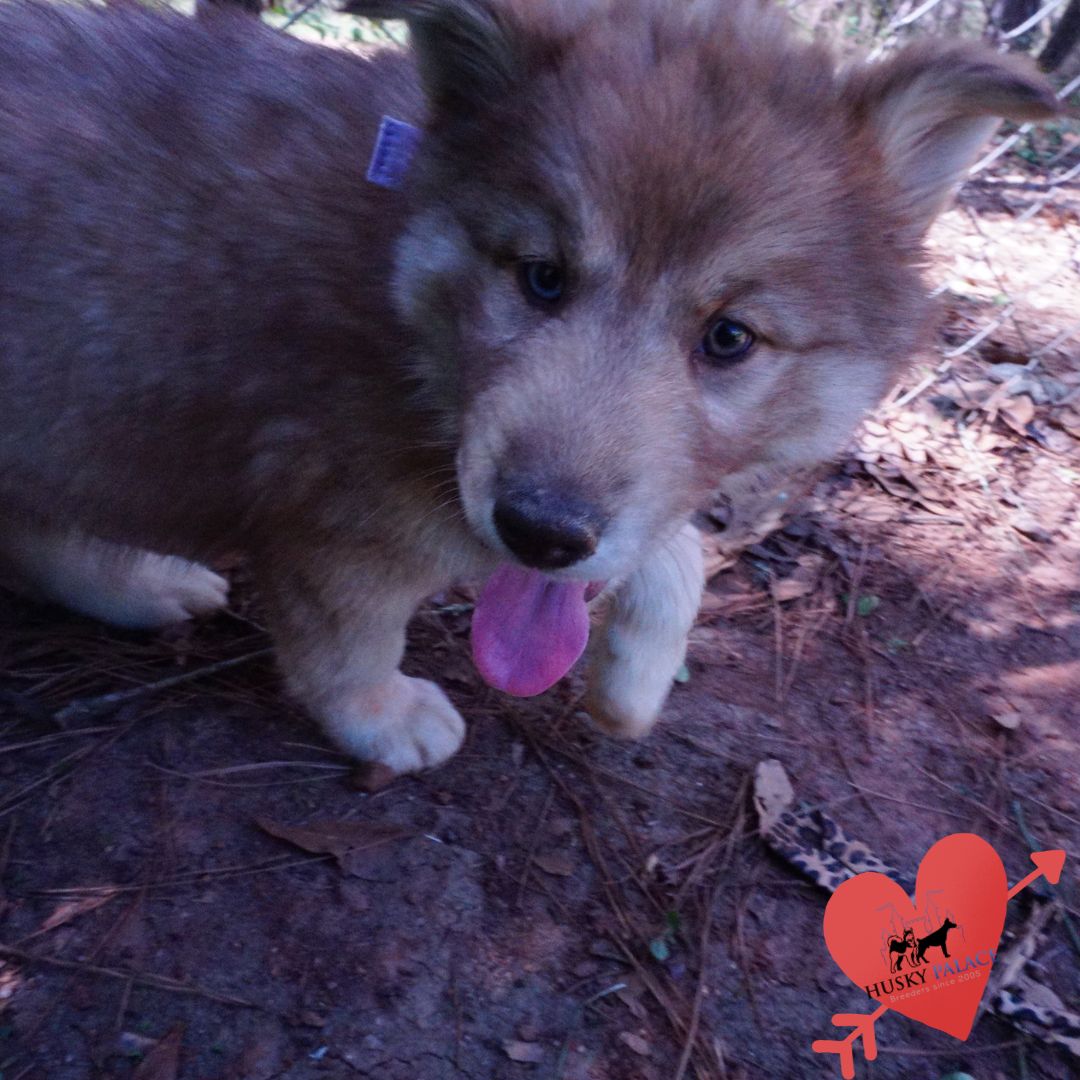 Blue Eyes Husky concord Blue Eyes Husky