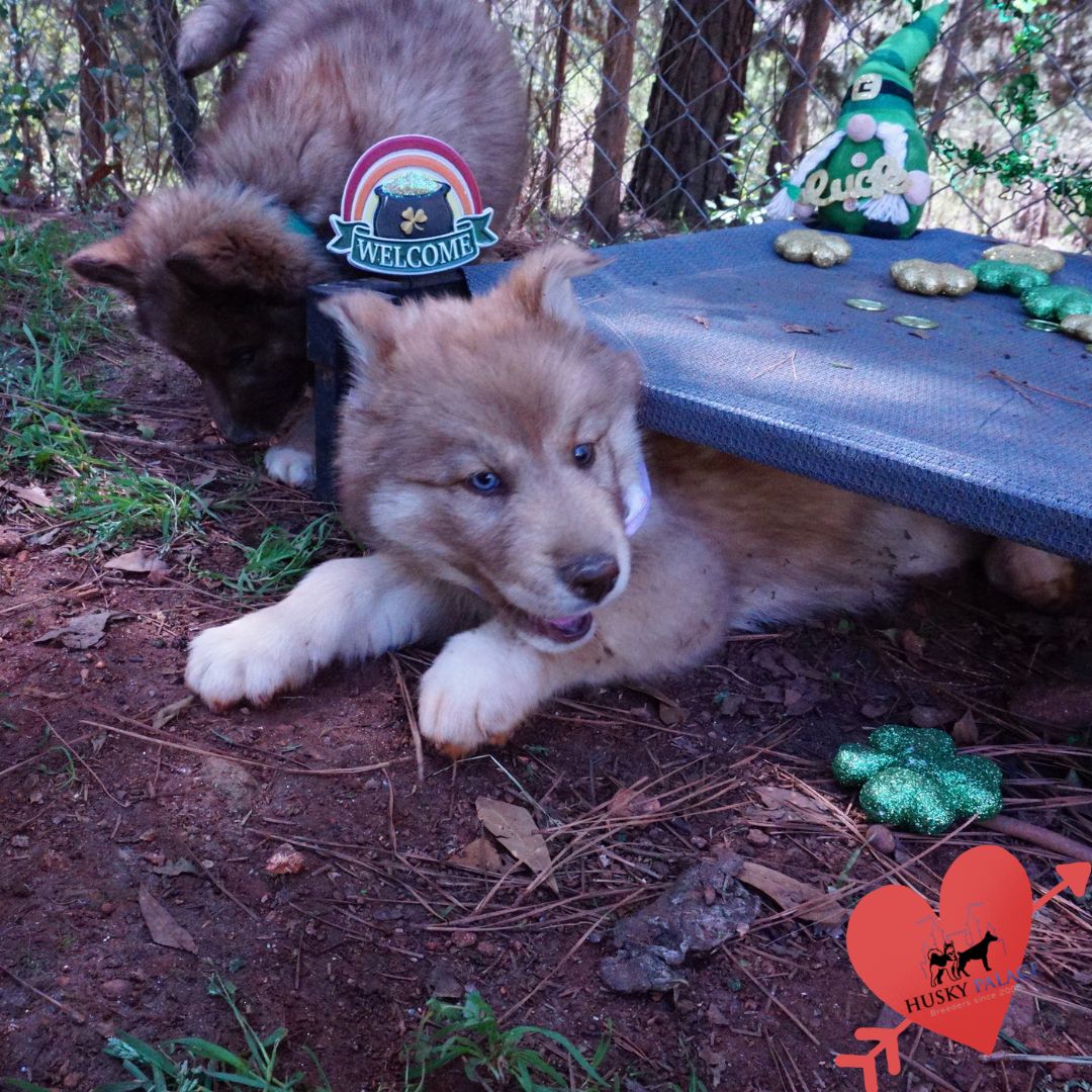 Blue Eyes Husky gastonia Blue Eyes Husky