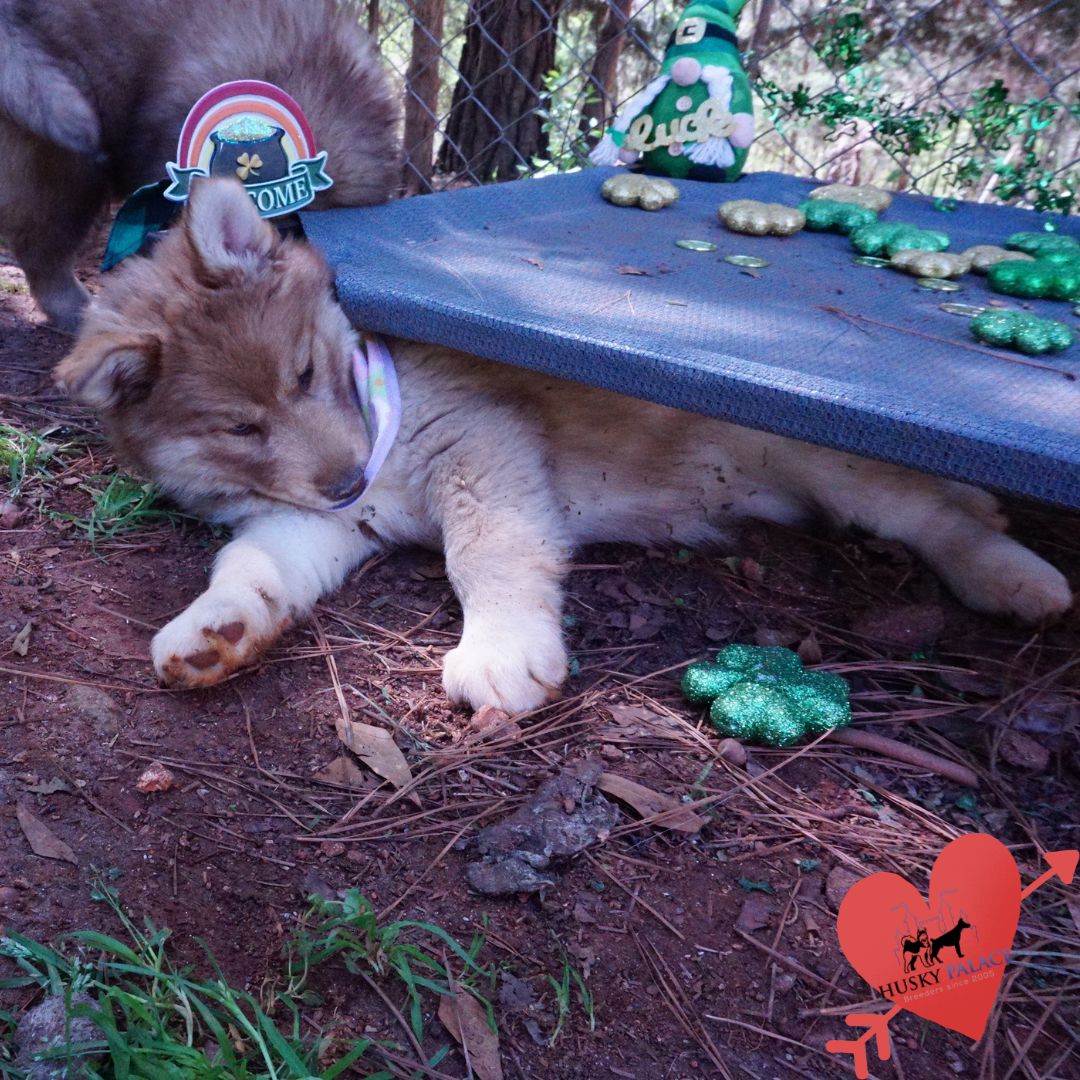 Blue Eyes Husky iron station Blue Eyes Husky