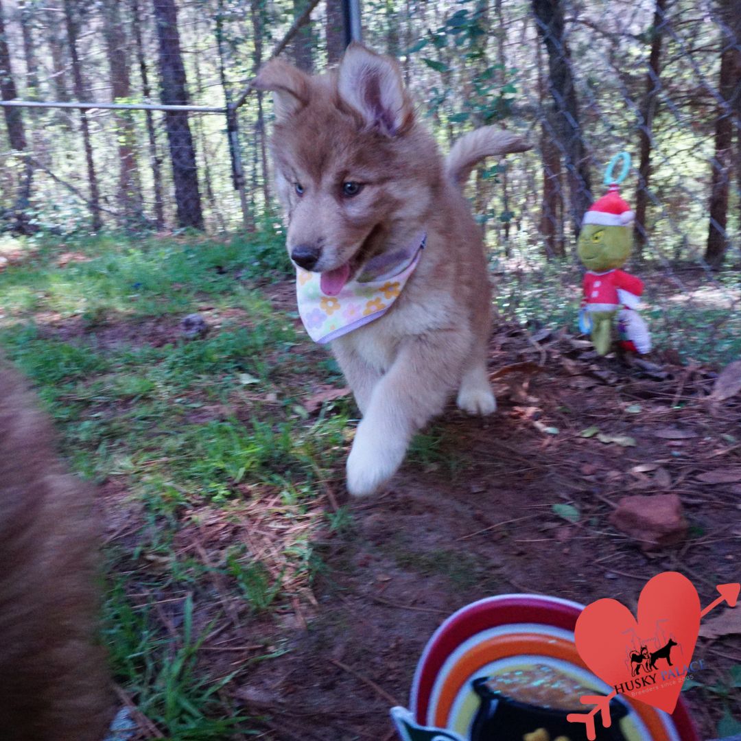 Blue Eyes Husky mint hill Blue Eyes Husky