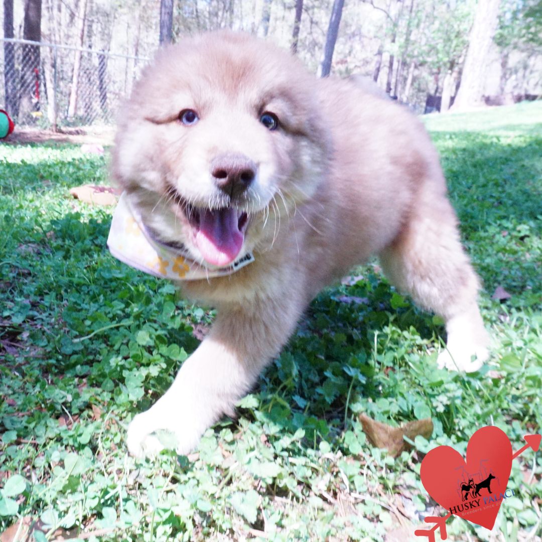 Blue Eyes Husky monroe Blue Eyes Husky