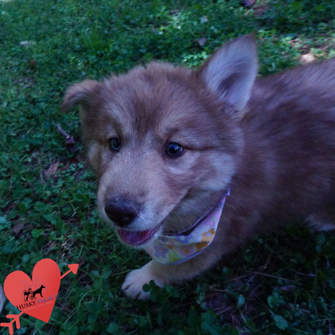 Blue Eyes Husky sanford Blue Eyes Husky