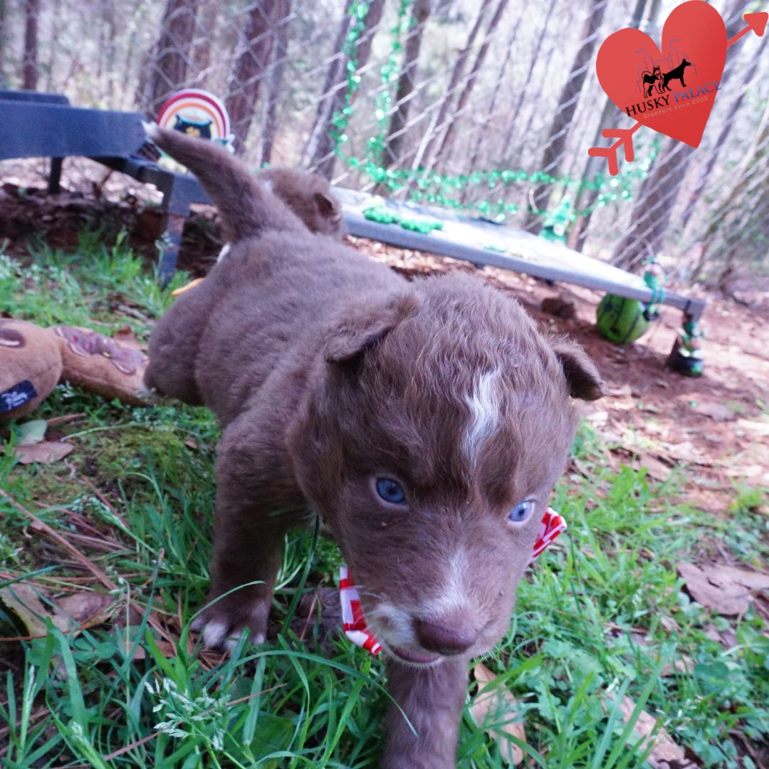 Champion Bloodlines Huskies AMBER Champion Bloodlines Huskies