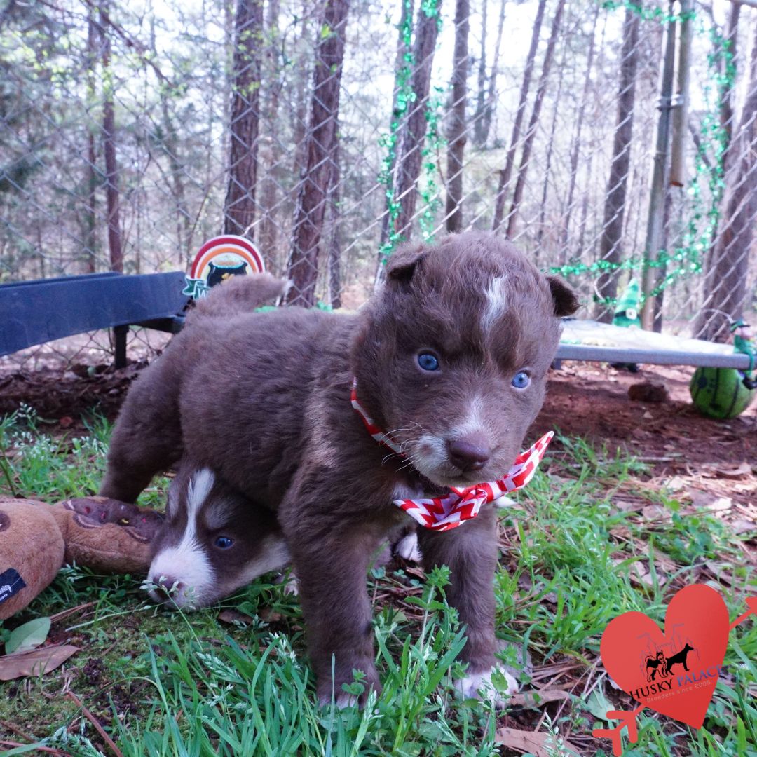 Champion Bloodlines Huskies, amber Champion Bloodlines Huskies