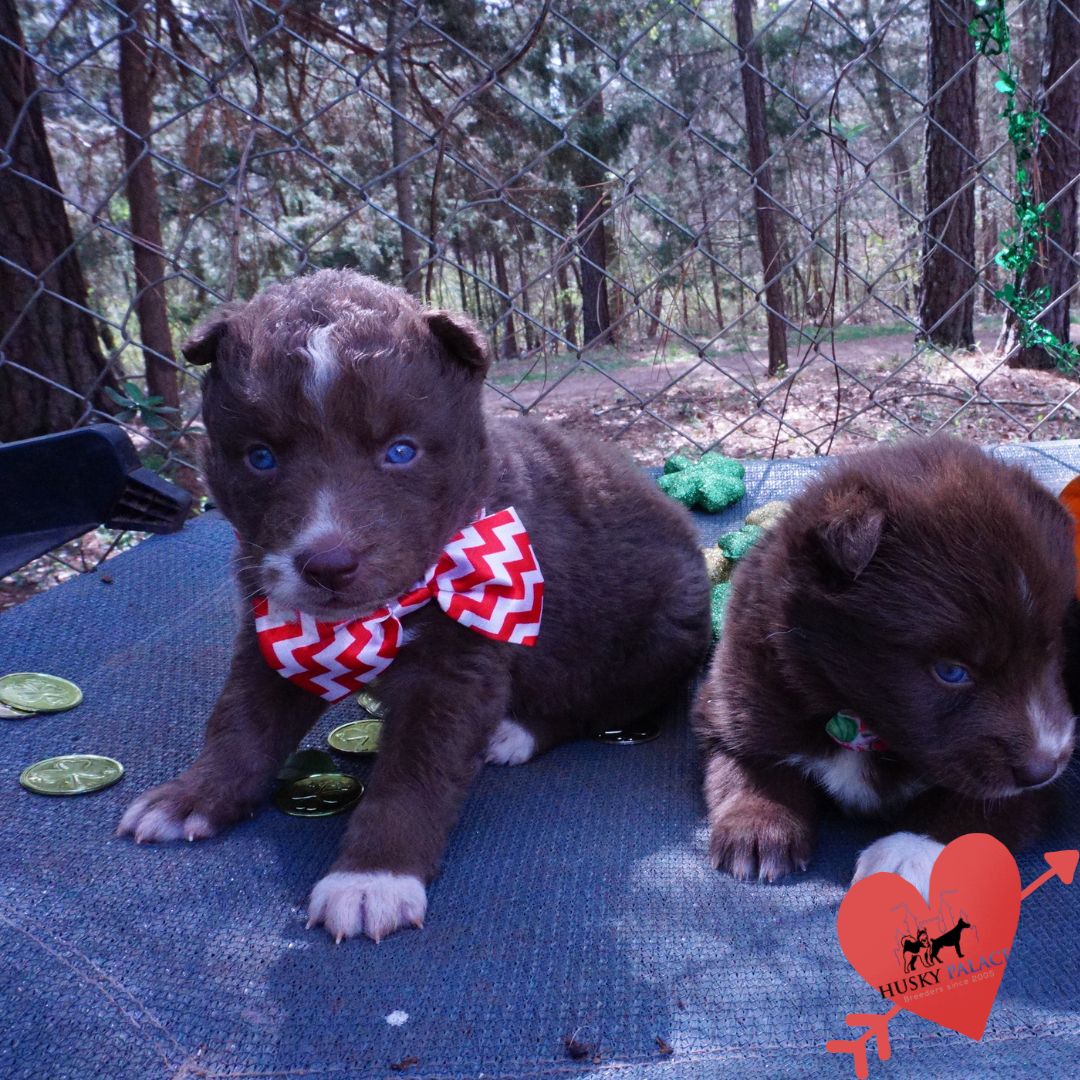 Champion Bloodlines Huskies for sale Champion Bloodlines Huskies