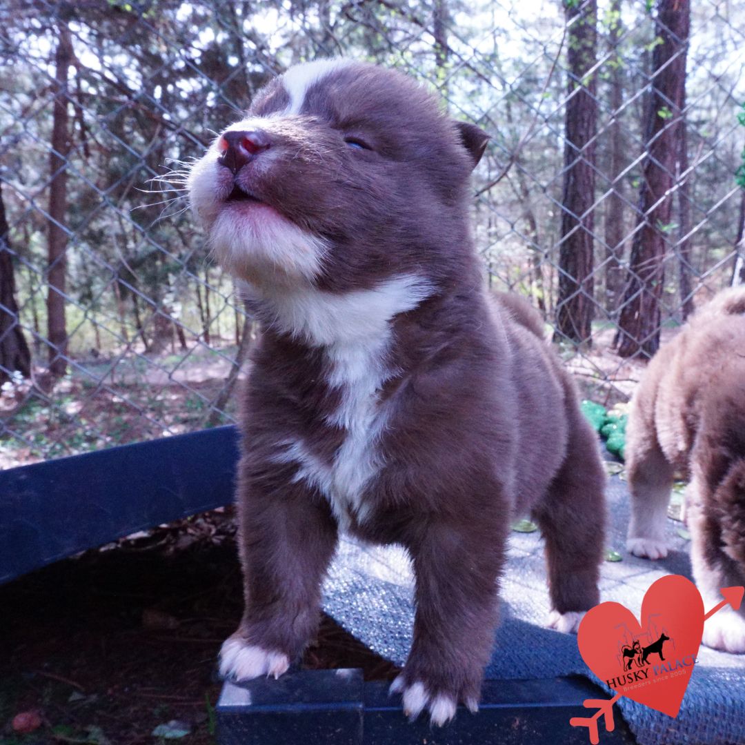 Champion Siberian Husky danny Champion Siberian Husky