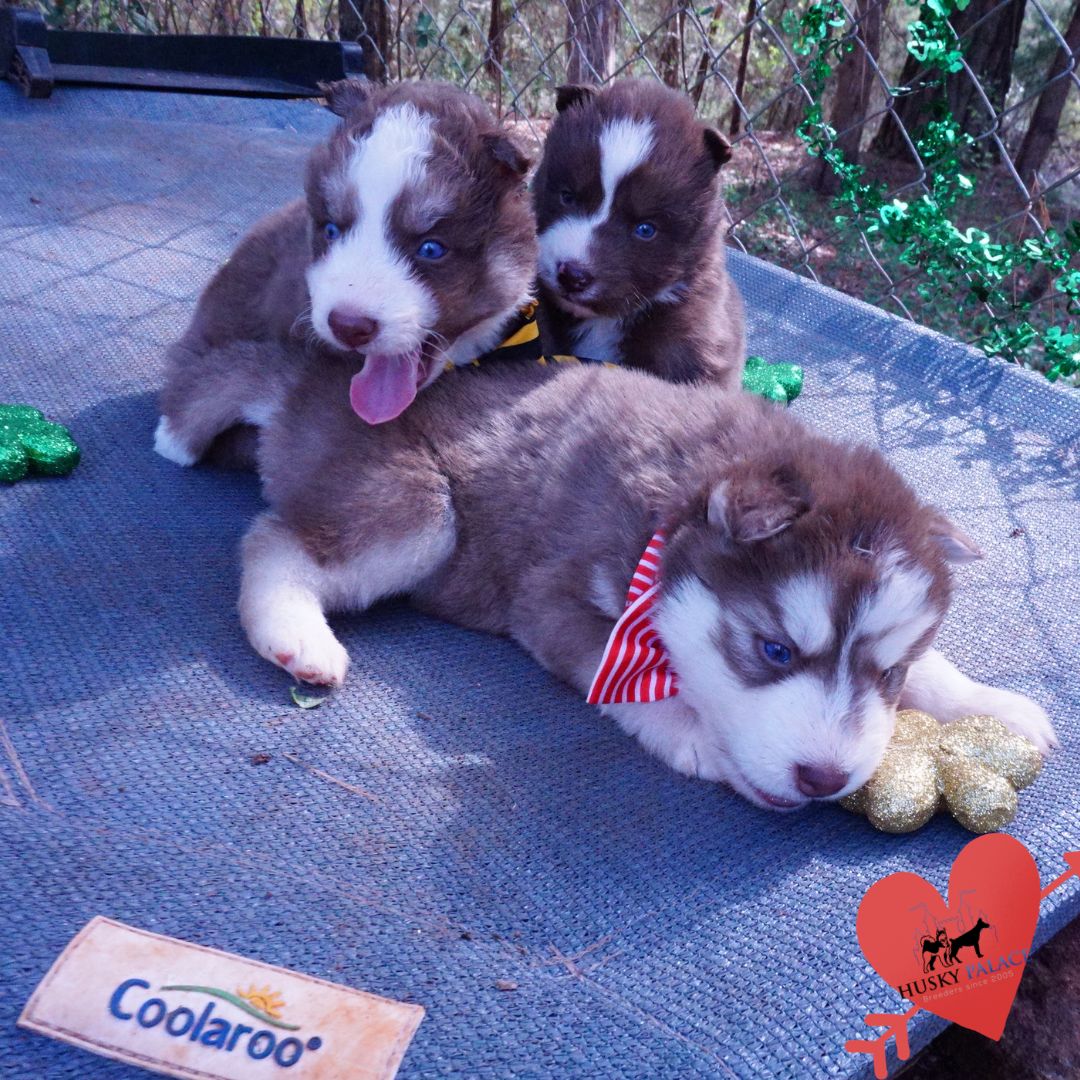 Champion Siberian Husky, danny Champion Siberian Husky