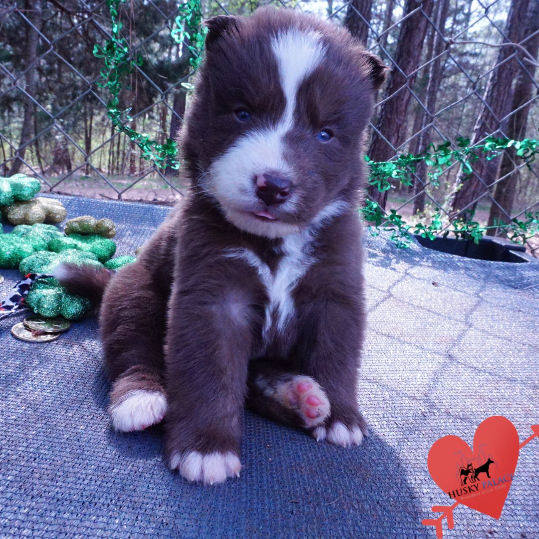 Champion Siberian Husky – danny Champion Siberian Husky