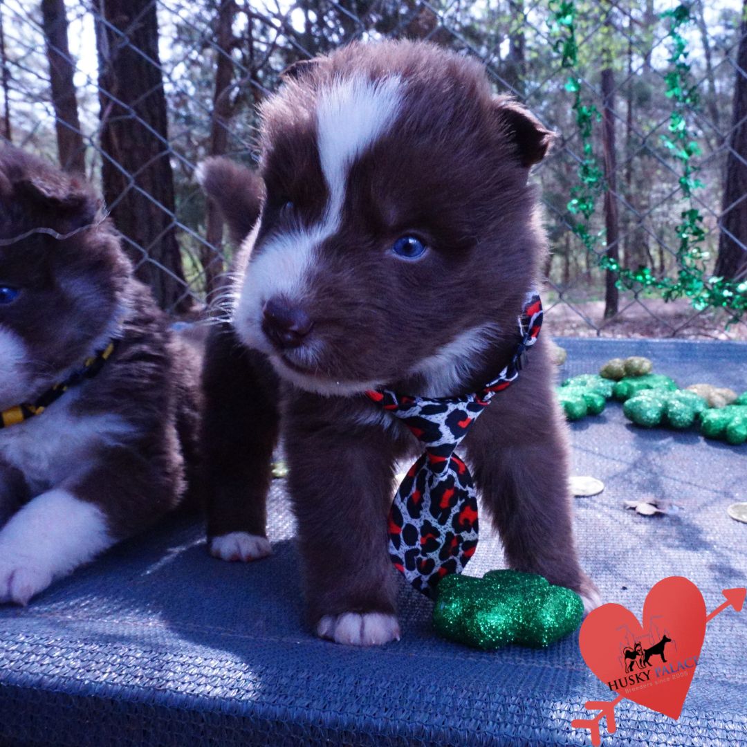 Champion Siberian Husky near me Champion Siberian Husky