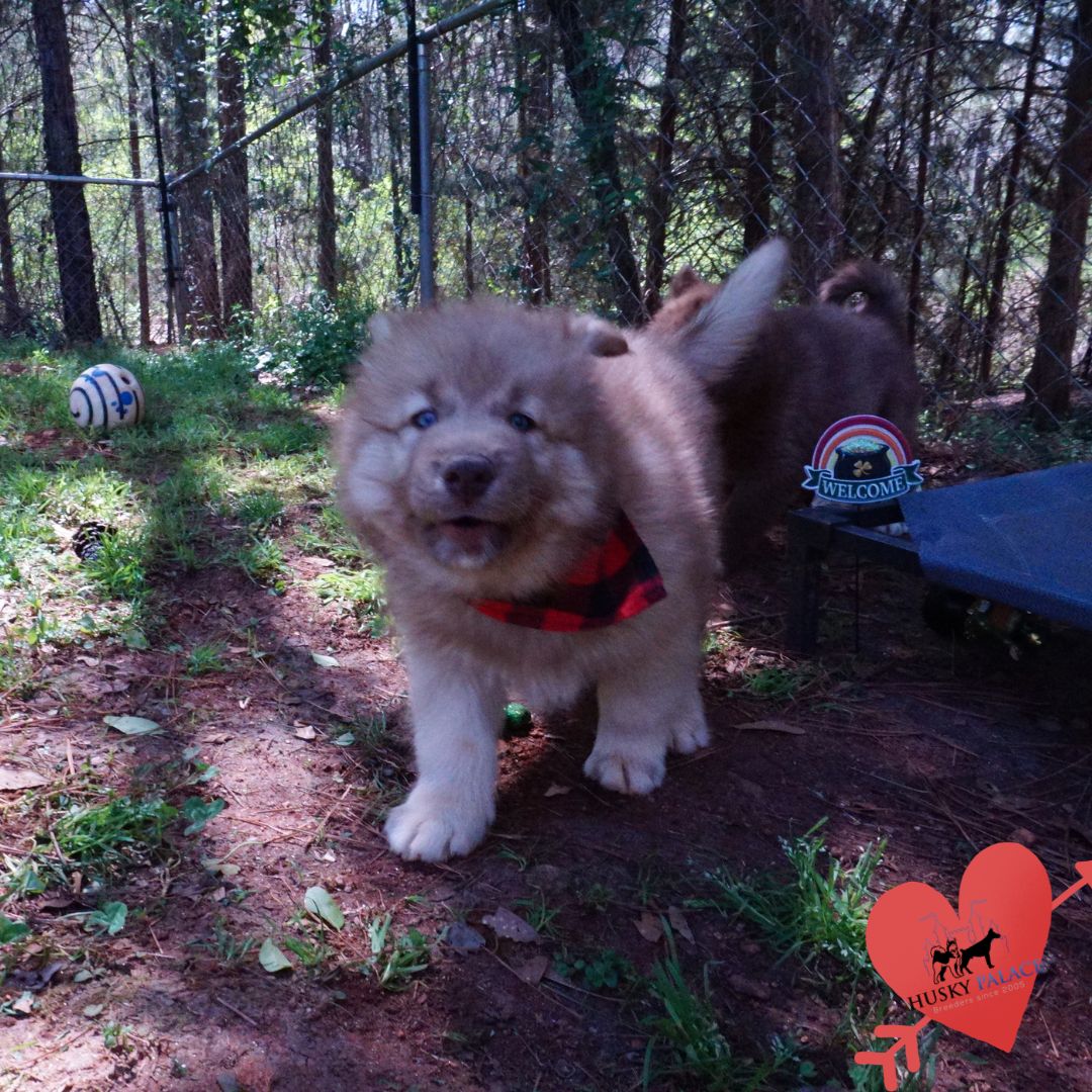 Husky Breeder concord Husky Breeder