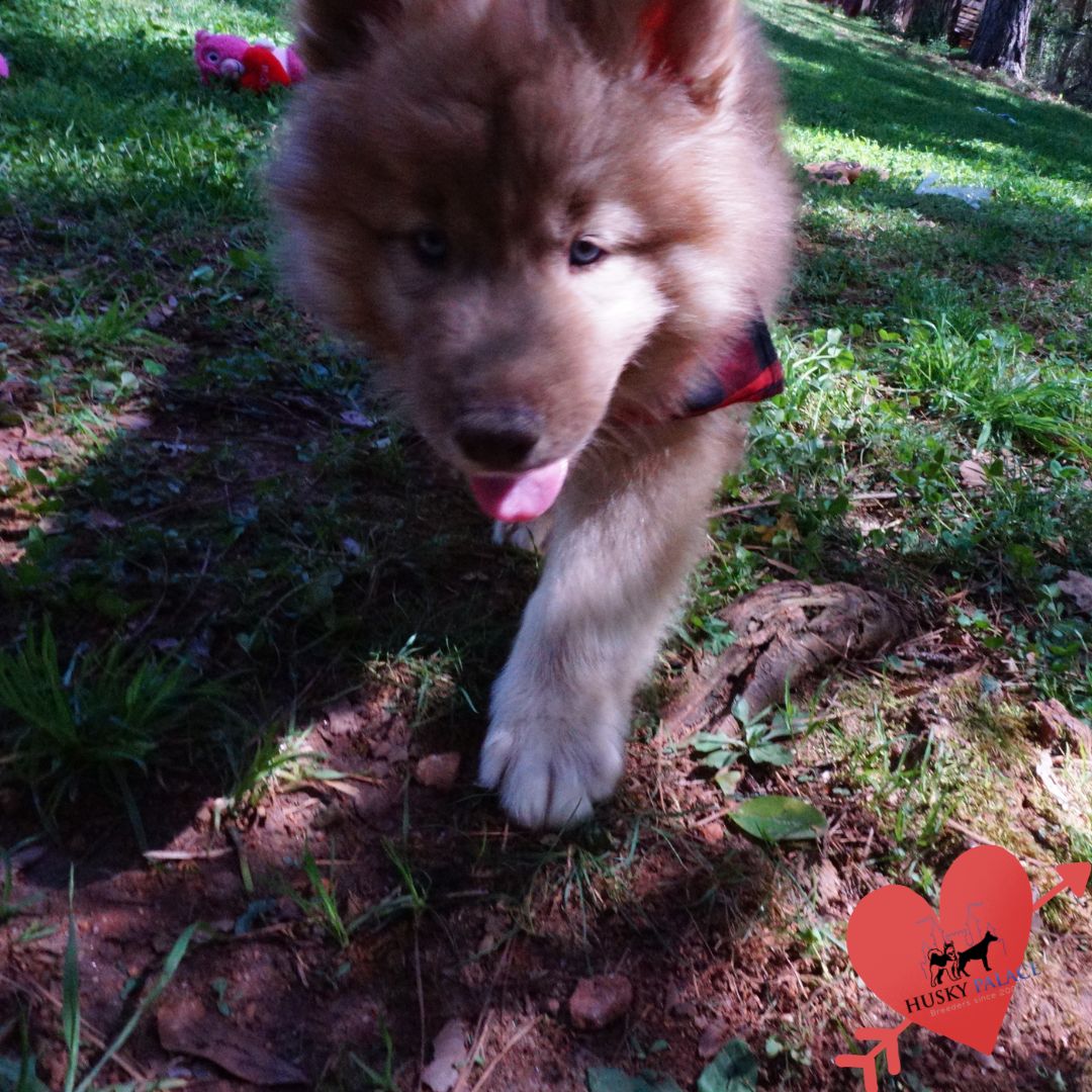 Husky Breeder gastonia Husky Breeder