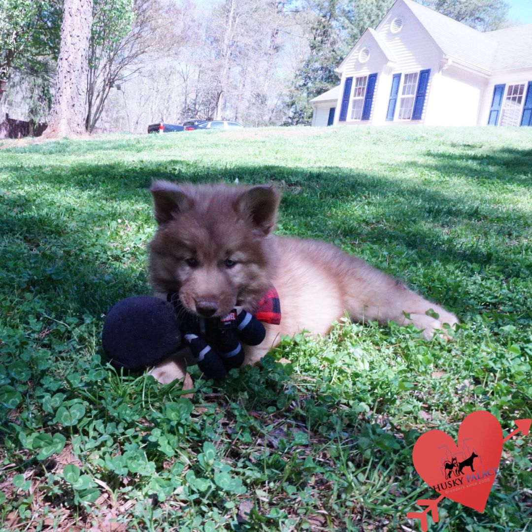Husky Breeder iron station Husky Breeder