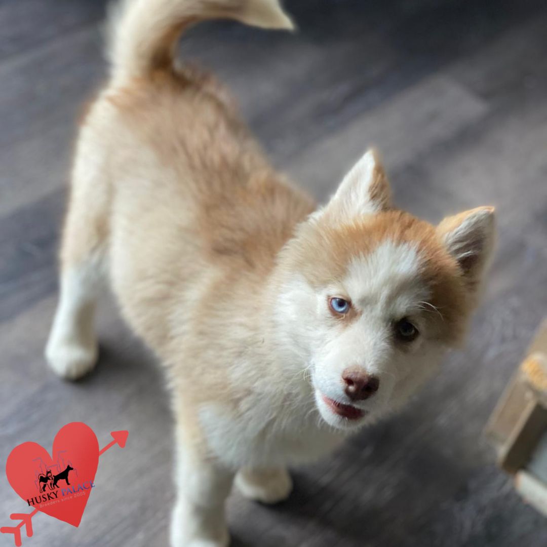 Husky Breeders anderson Husky Breeders