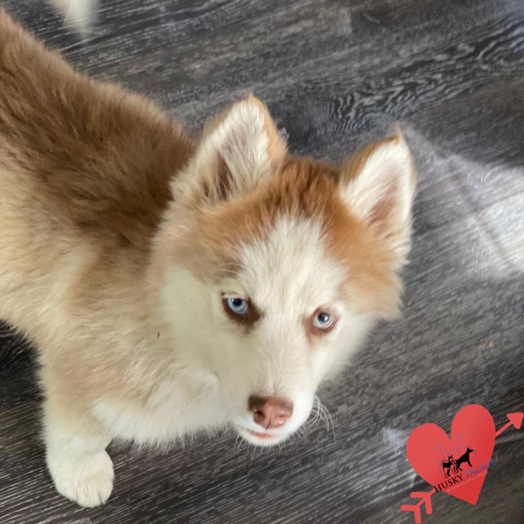 Husky Breeders charleston Husky Breeders