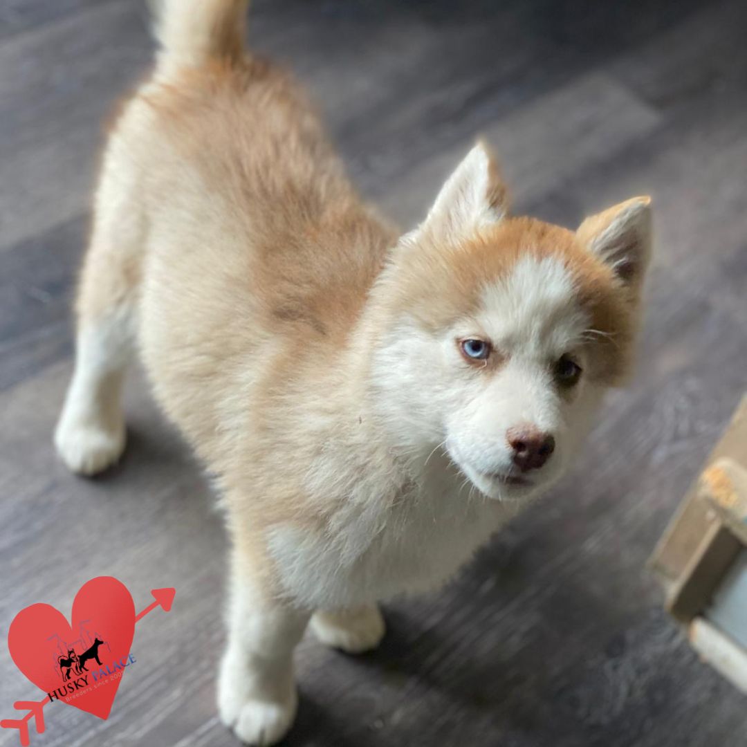 Husky Breeders clemson Husky Breeders