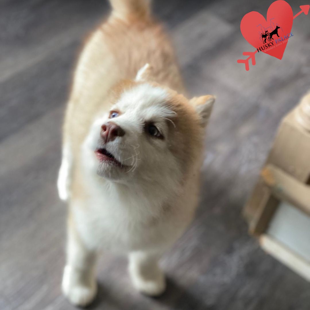 Husky Breeders columbia Husky Breeders