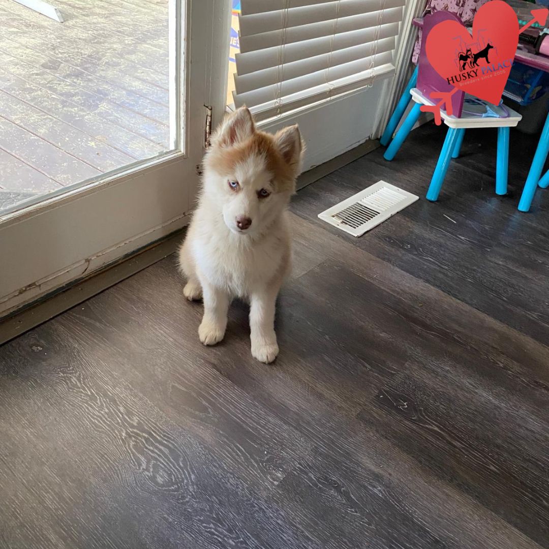 Husky Breeders greenville Husky Breeders