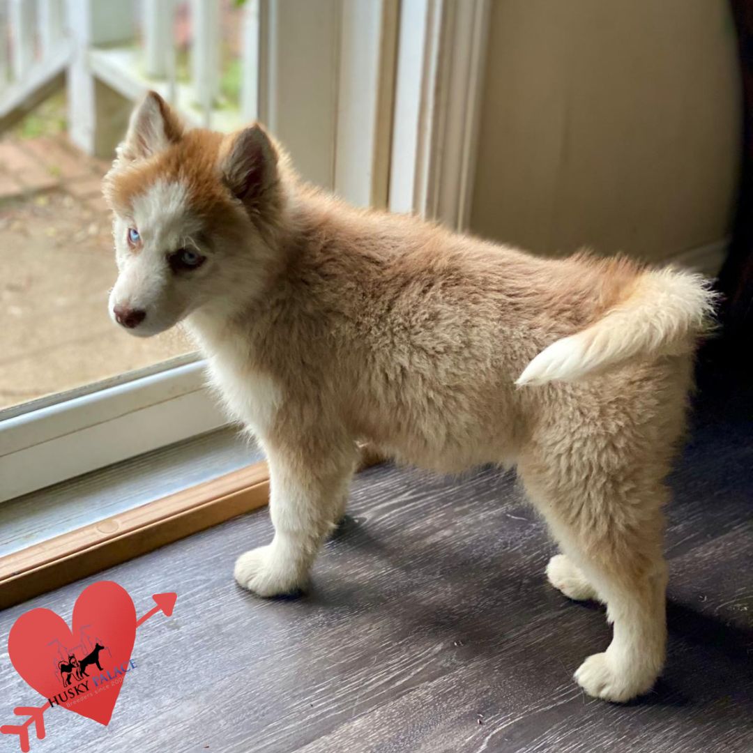 Husky Breeders pendleton Husky Breeders