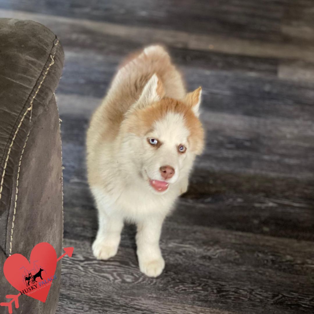 Husky Breeders seneca Husky Breeders