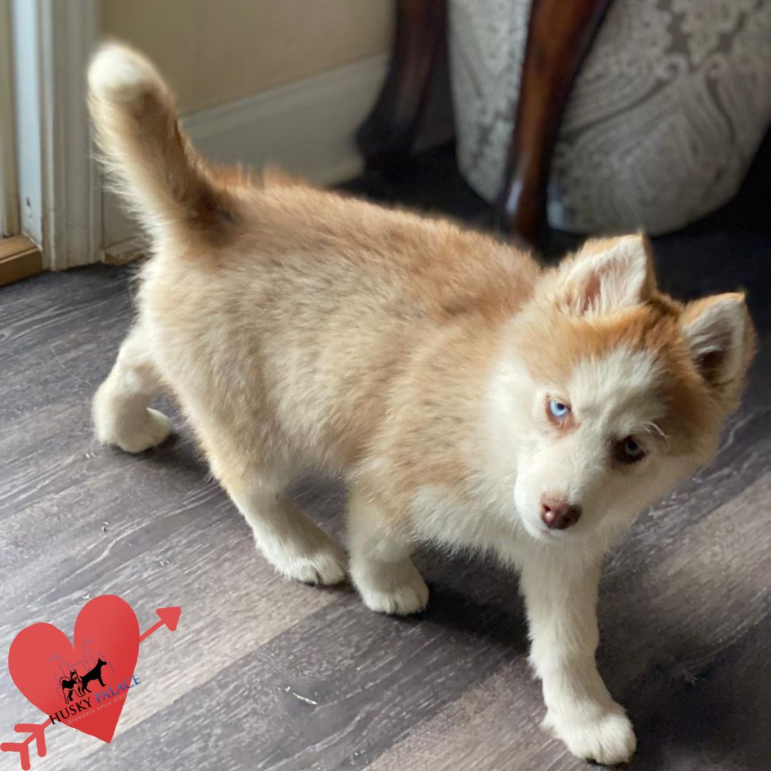 Husky Breeders taylors Husky Breeders