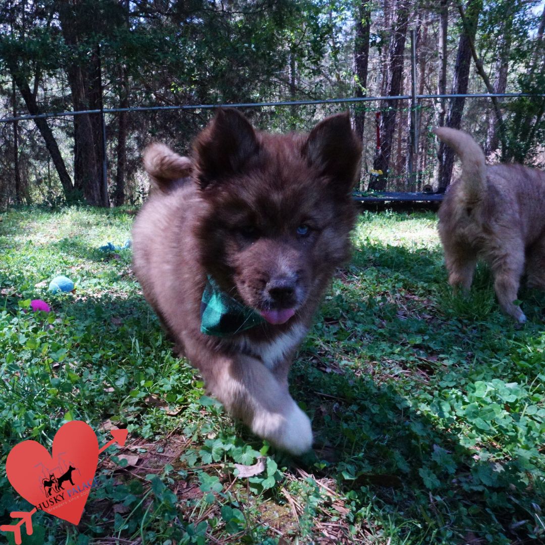 Pure Siberian Husky hudson Pure Siberian Husky