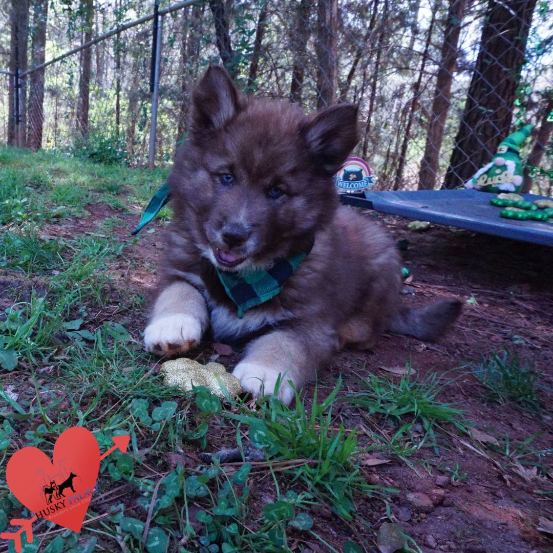 Pure Siberian Husky iron station Pure Siberian Husky