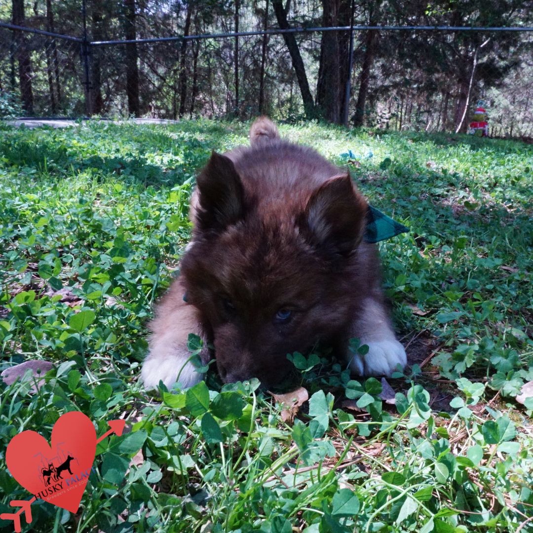Pure Siberian Husky kannapolis Pure Siberian Husky