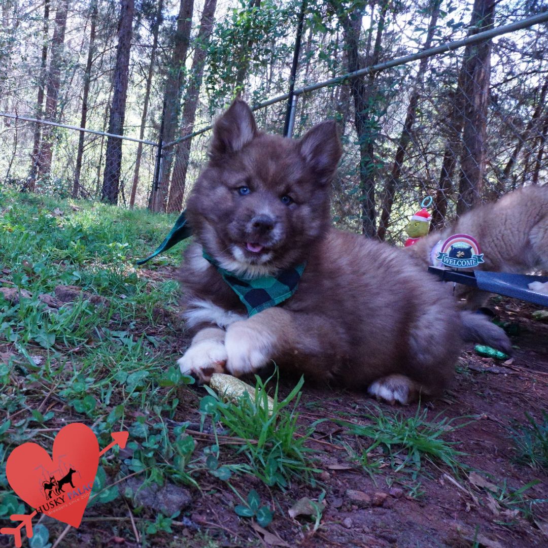 Pure Siberian Husky raliegh Pure Siberian Husky