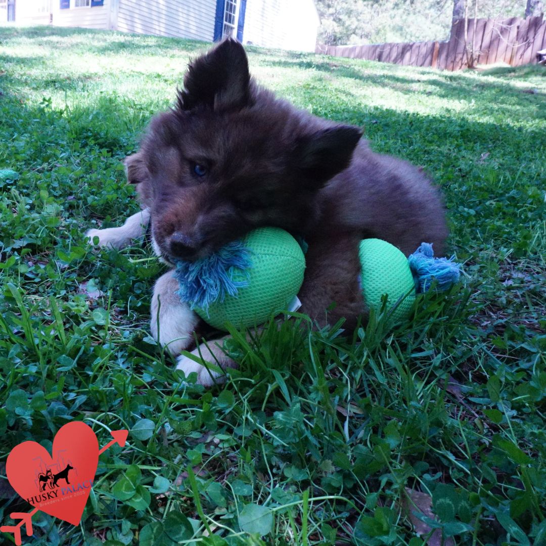 Pure Siberian Husky sanford Pure Siberian Husky