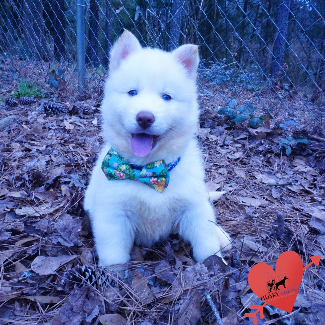 Siberian Huskies for Sale