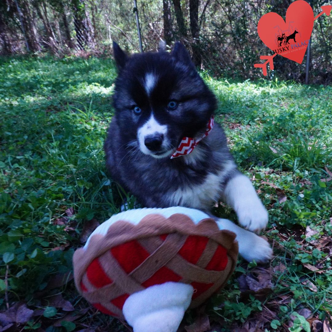 Top Siberian Husky Breeder asheboro Top Siberian Husky Breeder